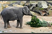 Im Prager Zoo: Ein Elefant knabbert an einem Weihnachtsbaum - © Vondrou? Roman/CTK/dpa