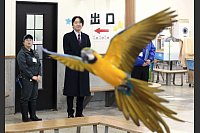Flugshow für den japanischen Kronprinzen Fumihito - © --/kyodo/dpa