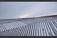Das kann eigentlich nur "Eiswein" werden: Ein Winzer arbeitet am frühen Morgen in den schneebedeckten Weinbergen des Schwanberges in Bayern. - © Karl-Josef Hildenbrand/dpa