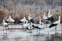 Storks on the rocks: Ob diese "Klapperstörche" an einem vereisten Gewässer am Südrand der Schwäbischen Alb jetzt wohl vor Kälte klappern? - © Thomas Warnack/dpa