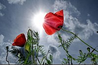 Mohn blüht bei strahlendem Sonnenschein an einem Feldrand in Nordsachsen - © Sebastian Willnow/dpa