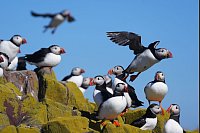 Papageientaucher kehren zum Brüten auf die Farne-Inseln zurück - © Owen Humphreys/PA Wire/dpa