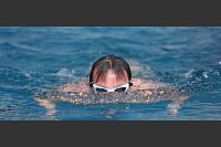 Erste Badegäste schwimmen am Nachmittag im Freibad Klietz in Quedlinburg. - © Matthias Bein/dpa