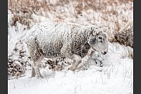 Schaf im Schnee in England. - © Danny Lawson/PA Wire/dpa