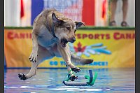 Beim Dock Diving auf dem Waterfront Festival in Toronto springt ein Hund in einen Pool, um ein geworfenes Spielzeug zu fangen - © Zou Zheng/XinHua/dpa