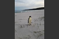 Auf diesem vom für Biodiversität und Artenschutz zuständigen Ministerium von Western Australia (DBCA) zur Verfügung gestellten Foto ist ein in Australien gestrandeter Kaiserpinguin am Ocean Beach nahe des Ortes Denmark zu sehen. - © Uncredited/DBCA/dpa