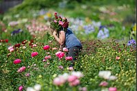 Pfingstrosenzeit: Gärtnerin schneidet Blumen auf dem Feld - © Thomas Warnack/dpa