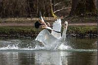Ein Schwan und eine Nilgans kämpfen in einem See im Schlosspark Donaueschingen gegeneinander. - © Silas Stein/dpa