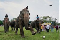 Tierisches Spektakel: Elefant beim Stammesfest in Boko - © Anupam Nath/AP/dpa