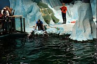 Höhepunkt des Tages im Polaria in Tromsø: die Robbenfütterung. - © Florian Sanktjohanser/dpa-tmn