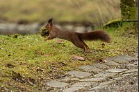 Ohne Moos nix los und Dämmung hilft! Ein Eichhörnchen springt im Schlosspark in Donaueschingen über einen Weg und hat dabei einen Ballen Moos in der Schnauze. Damit wird es wohl seinen Kogel polstern. - © Silas Stein/dpa