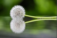Eine Pusteblume liegt in einer Pfütze. - © Thomas Warnack/dpa