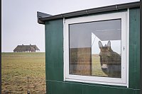 Wetter im Norden: Ein Esel steht bei Nieselregen und eisigem Wind in seinem Unterstand - © Christian Charisius/dpa