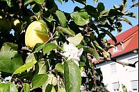 Ein Apfelbaum in Retzen trägt gleichzeitig Früchte und Blüten. - © Foto: Rademacher
