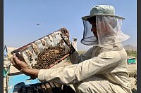 Ein Imker kontrolliert eine Honigwabe in einer Bienenfarm in der Provinz Kandahar. - © Arghand/XinHua/dpa
