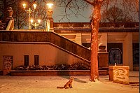 Ein Fuchs sitzt im Rudolph-Wilde-Park in Berlin am Abend im Schnee. - © Kay Nietfeld/dpa