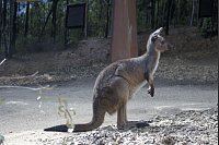 In Australien kommt es häufig zu Verkehrsunfällen mit Kängurus. (Symbolbild) - © Carola Frentzen/dpa