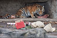 Auch Tigerpapa Yasha freut sich &uuml;ber einen mit Rinderfleisch gef&uuml;llten Jutesack. - &copy; Georg Wendt/dpa