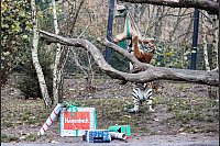 Tigermama Maruschka macht sich an einem mit Rinderfleisch gef&uuml;llten Jutesack zu schaffen. - &copy; Georg Wendt/dpa