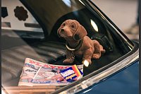 Mit Wackeldackel und Playboy alle Klischees bedient. Die Tuner-Branche trifft sich bei der Essener «Motor Show». Doch die Umsätze der Branche gehen zurück. - © Oliver Berg/dpa