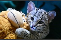 Salzkatze im Zoo Aue: Handaufzucht mit Hilfe einer Streunerkatze - © Hendrik Schmidt/dpa