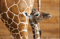 Das Giraffenjunge Kianga wurde nach seiner Geburt am 10. März nun der Öffentlichkeit vorgestellt. - © Lando Hass/dpa