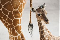 Das Giraffenjunge Kianga wurde nach seiner Geburt am 10. März nun der Öffentlichkeit vorgestellt. - © Lando Hass/dpa