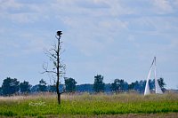 Nahe der Zecheriner Bru?cke zeigen sich endlich Seeadler: Weil die großen Tiere um die Insel herum viel Nahrung finden, gilt Usedom als einer der besten Orte für Sichtungen. - © Wolfgang Stelljes/dpa-tmn