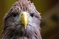 Im Angesicht des Greifvogels: Einen Seeadler zu sichten, ist durch die wachsende Zahl der Brutpaare auf Usedom wahrscheinlicher geworden - eine Garantie gibt es aber nicht. - © Jens Büttner/dpa/dpa-tmn