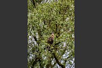 Das ist einer: Der Autor bekommt während der Bootstour Peenetal gleich mehrere Seeadler zu sehen. - © Wolfgang Stelljes/dpa-tmn