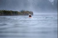Eiskalter Nebel: Frau trotzt Temperaturen im Schwarzachtalsee - © Thomas Warnack/dpa