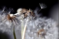 Der Flugsamen eines Löwenzahns löst sich von der Blume. - © Federico Gambarini/dpa