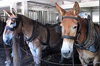 Warten bis zum nächsten Einsatz: Maultiere im Stall der «Beacon Hollow Farm» in Gordonville. - © Heike Schmidt-Windhoff/dpa-tmn