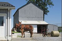 Szene wie aus einer anderen Zeit: Nutztiere und altes landwirtschaftliches Gerät an der «Beacon Hollow Farm» in Gordonville. - © Heike Schmidt-Windhoff/dpa-tmn
