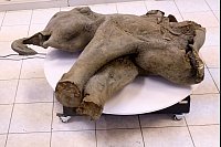 Gut erhaltenes Mammut-Baby in Russland entdeckt - © Michil Yakovlev/Mammoth Museum at the Russian North-Eastern Federal University telegram channel/AP/dpa