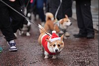 Ein Hund der Rasse Corgi, mit Weihnachtsmütze und rotem Jäckchen, nimmt an der Londoner Weihnachtspulli-Corgi-Parade teil. - © Yui Mok/PA Wire/dpa