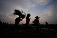 Auf dm Land in Indien: Bauern dreschen an einem kalten Morgen in der Nähe des indisch-pakistanischen Grenzgebiets von Ranbir Singh Pura die Reisernte auf einem Feld. - © Channi Anand/AP/dpa