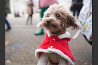 Poppy trug ein Weihnachtsmäntelchen. - © James Manning/PA Wire/dpa