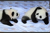 Großer Moment im Berliner Zoo: Panda-Zwillinge Leni und Lotti erhalten ihre Namen - © Bernd von Jutrczenka/dpa
