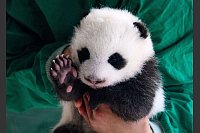 Kleiner Panda im Berliner Zoo. Einer der zwei neugeborenen Panda-Bären wird von einer Tierpflegerin aus einem Baby-Bett im Panda-Gehege im Zoologischen Garten Berlin gehoben. - © Bernd von Jutrczenka/dpa