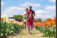 Die vierjährige Ella rennt vor ihrer Tante Lisa und ihrem Onkel Vince, während sie Tulpen auf dem familiengeführten Bauernhof Tulipes.ca pflücken, auf dem über 800.000 Tulpen in Laval, Quebec, blühen. - © Christinne Muschi/Canadian Press via ZUMA Press/dpa