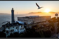 Alcatraz-Gefängnis: Ein Vogel fliegt über Alcatraz Island in der Bucht von San Francisco. US-Präsident Trump will das berüchtigte Gefängnis Alcatraz wieder in Betrieb nehmen und dort künftig Schwerverbrecher unterbringen. - © Noah Berger/FR34727 AP/AP/dpa