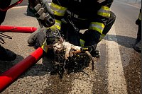 Ein Feuerwehrmann spr&uuml;ht nahe Gennadi Wasser auf eine vor dem Feuer gerettete Katze. - &copy; Socrates Baltagiannis/dpa