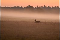 Ein scheues Reh springt im Nebel in der Morgendämmerung über eine Wiese in Brandenburg. - © Patrick Pleul/dpa