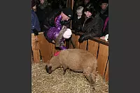 Weihnachtstraum Bad Salzuflen - © Lasse Welle