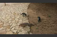 Den roten Teju finden auch die Katzen interessant. - © Pankratz