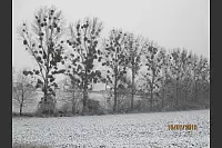 Winter - &copy; Leserfotos