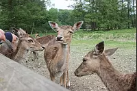 Das war die LZ-Sternwanderung 2018. - © Daniel Hobein
