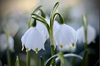 Eine Aufnahme aus einem Privatgarten in Schieder-Schwalenberg. - © Sigrid Tewesmeier
