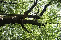"NaturZeitReise" im Schwalenberger Wald. - © Silke Buhrmester